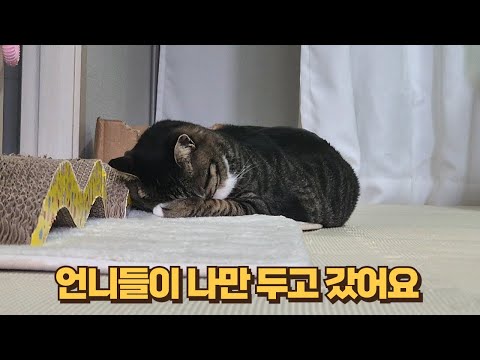 시끌벅적했던 집에 혼자 남게 되자 씩씩했던 보름이가 마음 아픈 행동을 해요ㅠ