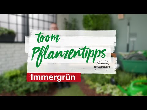 toom Pflanzentipps – Immergrün | toom Baumarkt