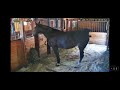 Horse Poop