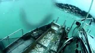preview picture of video 'Herring fishing 2014 gillnetting  Hornby Island BC'