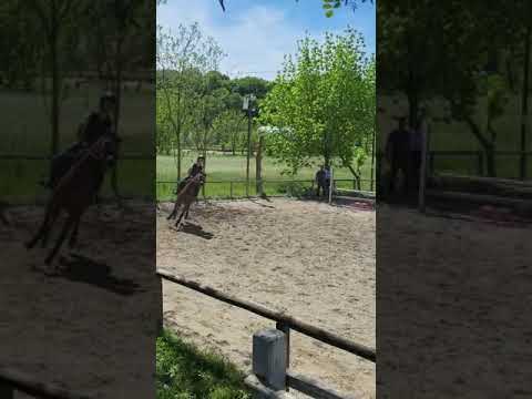 Pony da salto belga