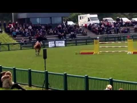 9 yo gelding x For Pleasure