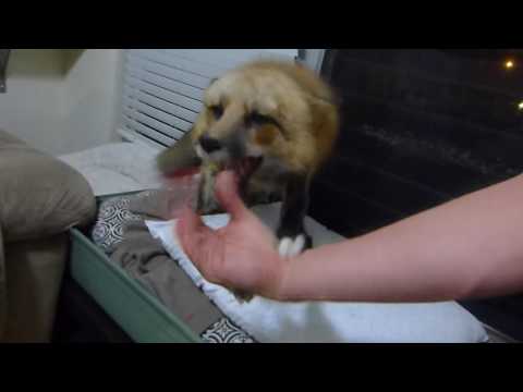 download lagu mp3 mp4 Fox Key, download lagu Fox Key gratis, unduh video klip Fox Key