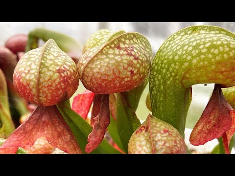 Sunniest January Greenhouse Tour Ever - let’s see all the outdoor Carnivorous Plant Greenhouses!