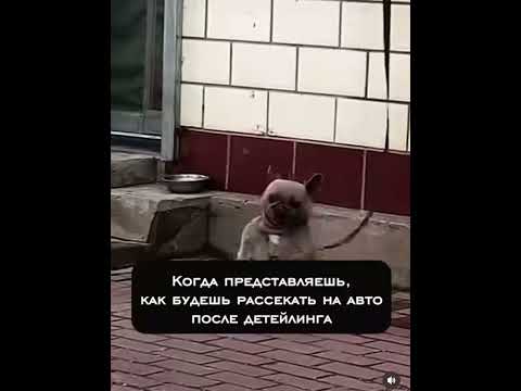 Открывали двери без ключа Мопс