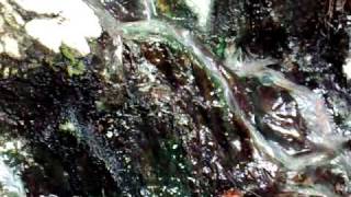 preview picture of video 'Fuente del pozo termal natural de Tabay; Mérida.'