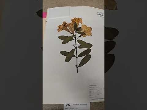 Huw Richards' Herbarium: UK Seed Saving Check-Up
