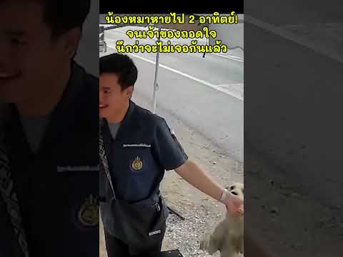 น้องหมาหายกลับมาหา #shortsfeed #shortvideo #shorts