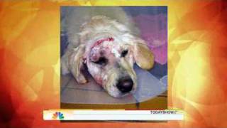 Angel (Dog) Saves 11 Year Old Boy From Couger