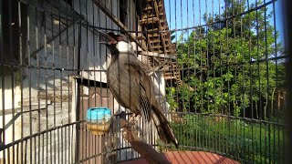 Download lagu LAGU BURUNG HONGKONG THRUSH GACOR LONG ‼️ AUDIO PELATIHAN BURUNG TERBAIK mp3