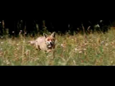The Fox & the Child (Clip - 'Playing Instrument')