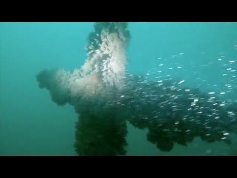 download lagu mp3 mp4 Plonge Boulogne Sur Mer, download lagu Plonge Boulogne Sur Mer gratis, unduh video klip Plonge Boulogne Sur Mer