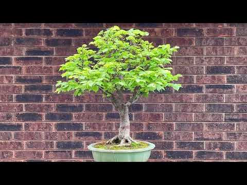 Little-leaf Linden Bonsai with sounds of birds and wind