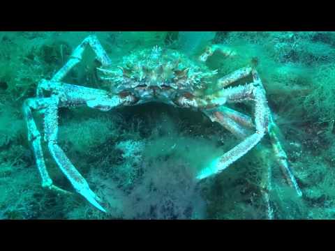 Attaqué par une grosse araignée de mer sur la Gabigniere alors que je la filmée .