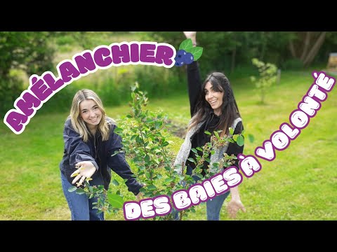 🟡 All About: The Serviceberry!! [Edible Forest]