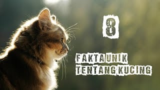 8 Fakta Unik tentang Kucing