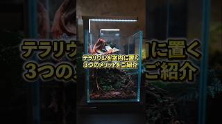テラリウムを室内に置く3つのメリットをご紹介します #terrarium #shorts