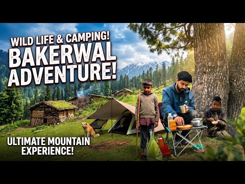 Camping in a Jungle Where Leopard Attack Sheep | Bakerwal Lifestyle 