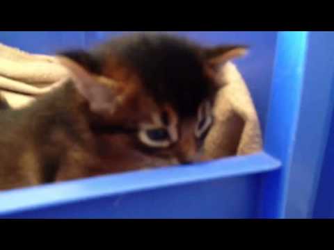 Piff och Puff av Rubicon tre veckor gamla