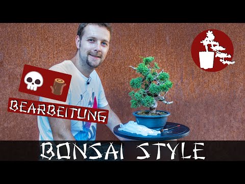 Totholzbearbeitung am Shohin Wacholder | Chin. Wacholder (Juniperus chinensis) | #037 Bonsai Style