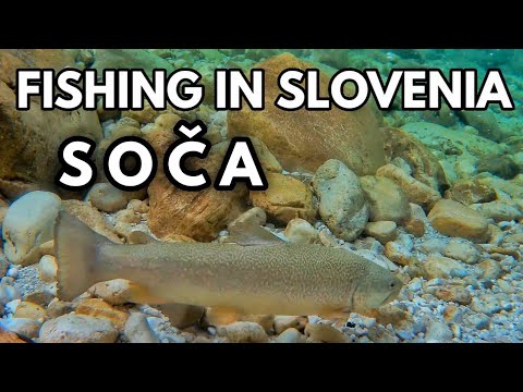 Soca River Fly Fishing For Rainbow Trout - Marble Trout Surprise?!