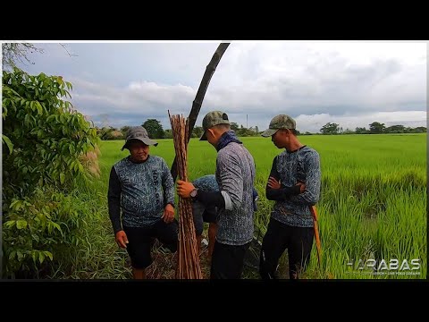EP433-Part1 - Paggawa at Pag-umang ng Patukba para sa Dalag / Occ. Mindoro