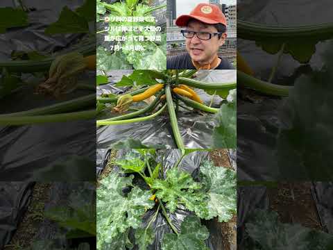 ズッキーニが大きくならないのはなぜですか? 6つの原因とその解決策をご紹介します！  庭園