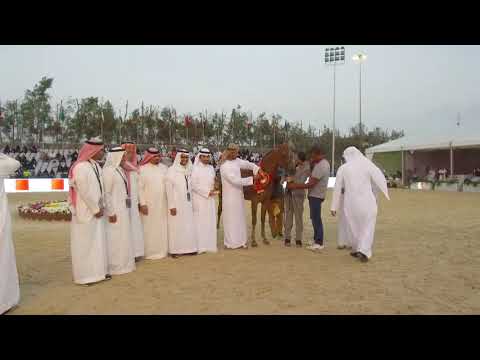 N.36 D MASHA'A ALLAH - BRONZE - Junior Fillies