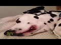 AFV Season 25 Episode 14 Show Highlights1