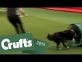 FAIL! Womans embarrassing fall during Agility.