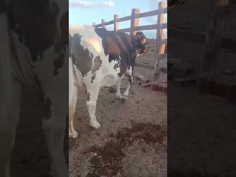 ➡️ *PROMOÇÃO Duas Vacas Amojadas: 6.000 reais cada em São Bentinho/ Paraíba. Whatsapp 84 99810 2784*