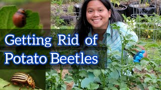 How to Get Rid of the Colorado Potato Beetles Larvae Organically