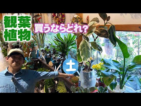 園芸 海岸松、ランド松