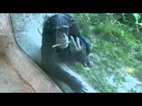 Ehrliche Meinung eines Schimpansen