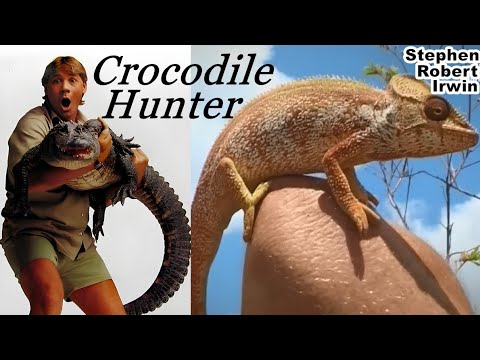 Best Of Steve Irwin 鳄鱼猎人 Pemburu Buaya
