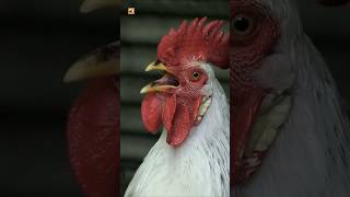 Rooster Sounds: Nature’s Morning Call 🌿