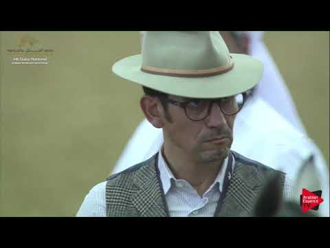 N.6 RAYANA AL SRAIYA - 2019 Qatar Nat. Peninsula show - Yearling Fillies (Class 1A) .mp4