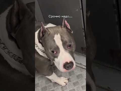 КТО ЗАСТРЕВАЛ В ЛИФТЕ ??? 🧐🧐🧐 #pitbull