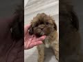 Shih Tzu dogs for sale: Sasha - Video 1