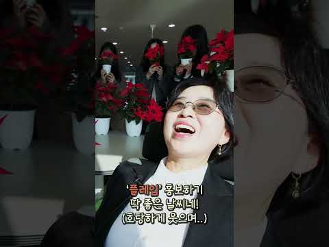 포인세티아 플레임 느와르 편