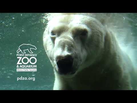 Polar Bears Chill in the Pool