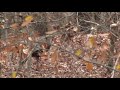 Solo Wild Turkey Walking Through Woods