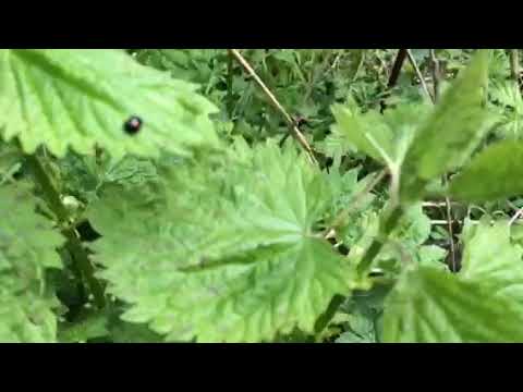 Stinging Nettle Wild, BC Canada