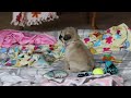Pug dogs for sale: Pearl  - Video 1