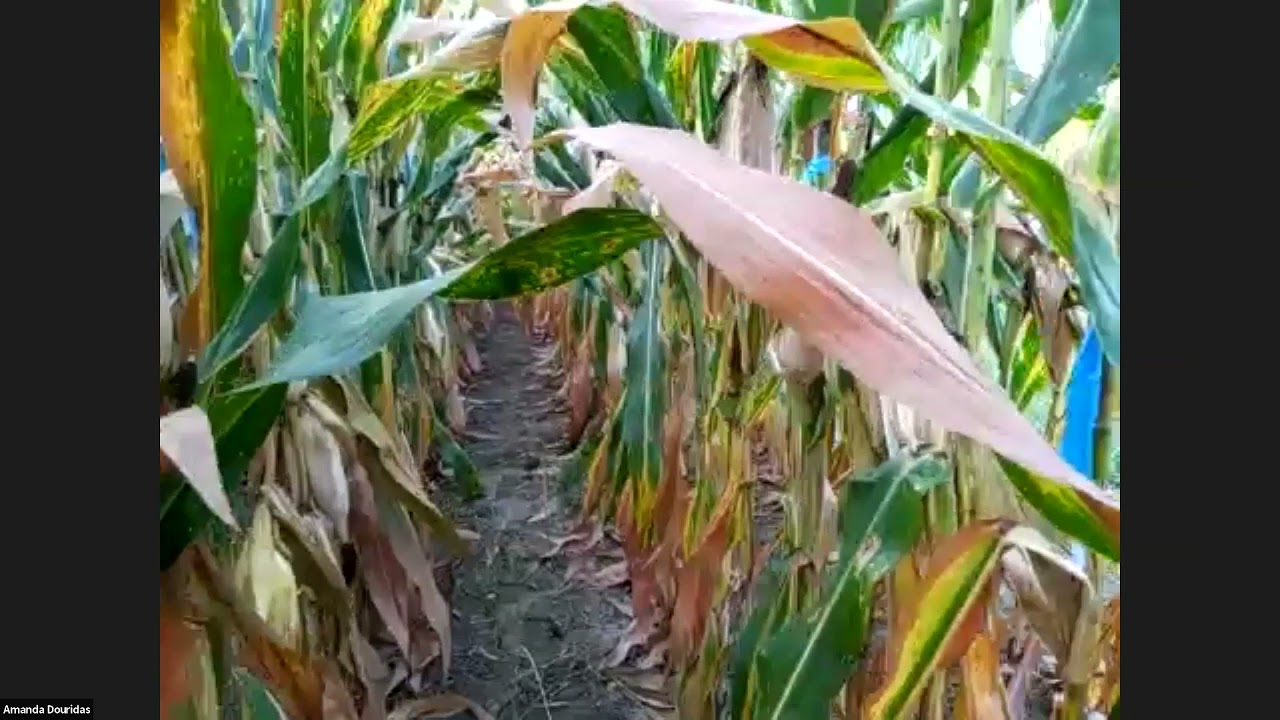 C.O.R.N. Live... Welcome to the 2021 Farm Science Review