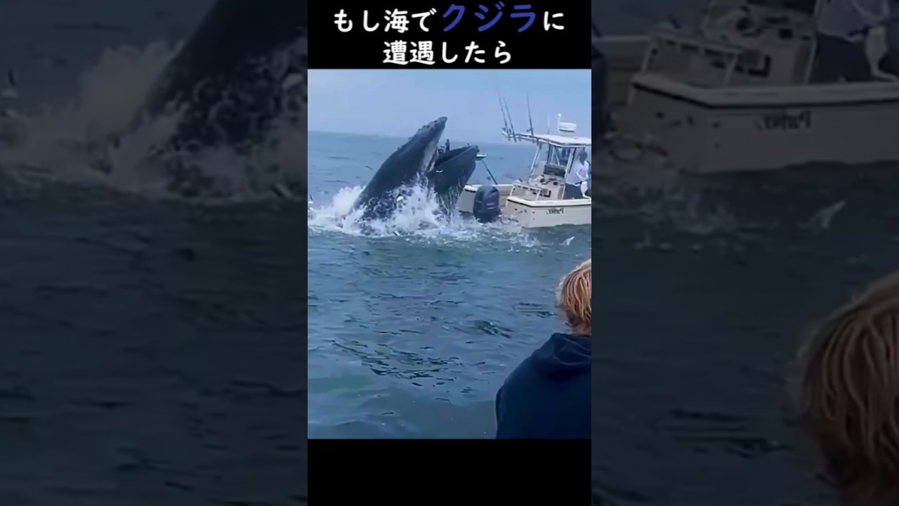 もし海でクジラに遭遇したら