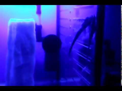 sturisoma aureum (altın dal kedi balığı )