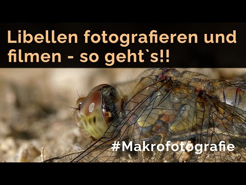 Libellen fotografieren und filmen - so gehts!! (Lumix FZ300 und Panasonic Nahlinse DMW LC55E)