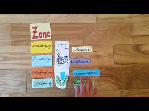 Der äußere Aufbau der Wurzel