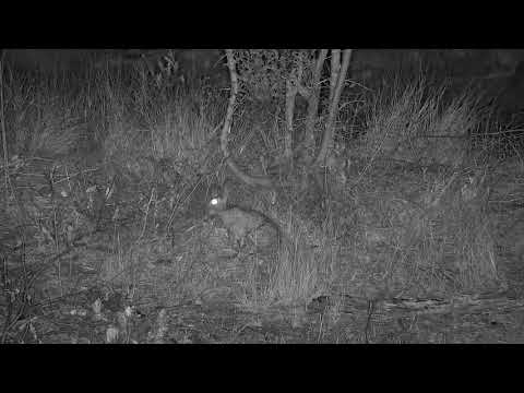 Djuma: Scrub Hare feeding near the dam - 21:31 - 08/20/21
